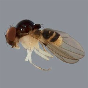 The Biodiversity of Singapore- Mycodrosophila sp. ZRC_BDP0081577