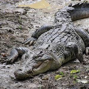 The Biodiversity of Singapore- Crocodylus porosus