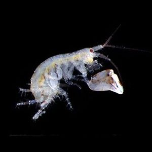 The Biodiversity of Singapore- Amphipoda sp. 11