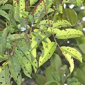 The Biodiversity of Singapore- Horsfieldia polyspherula