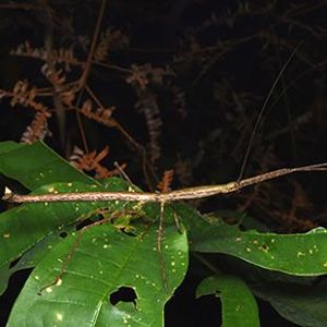 The Biodiversity of Singapore- Lopaphus iolas