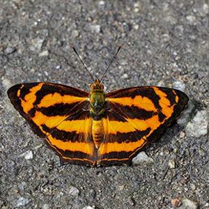 The Biodiversity of Singapore- Symbrenthia hippoclus