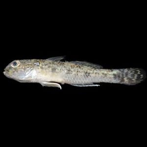 The Biodiversity of Singapore- Acentrogobius sp. JS-1842