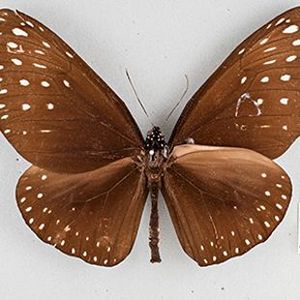 The Biodiversity of Singapore- Euploea camaralzeman malayica