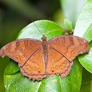 The Biodiversity of Singapore- Junonia hedonia ida