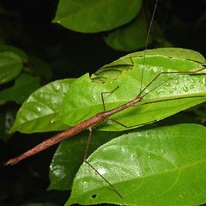 The Biodiversity of Singapore- Sipyloidea sipylus