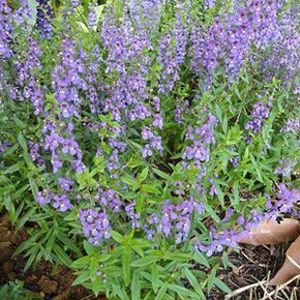 The Biodiversity of Singapore- Angelonia biflora