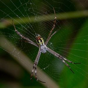 The Biodiversity of Singapore- Argiope dang