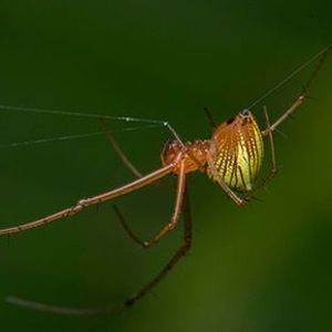 The Biodiversity of Singapore- Tylorida striata