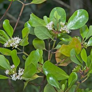 The Biodiversity of Singapore- Scyphiphora hydrophylacea