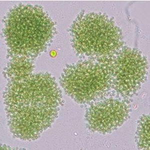 The Biodiversity of Singapore- Microcystis novacekii