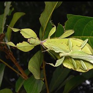 The Biodiversity of Singapore- Cryptophyllium chrisangi