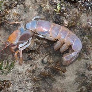 The Biodiversity of Singapore- Glypturus sp.