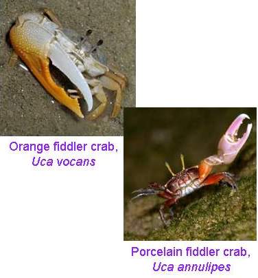1._Fiddler_crabs.jpg