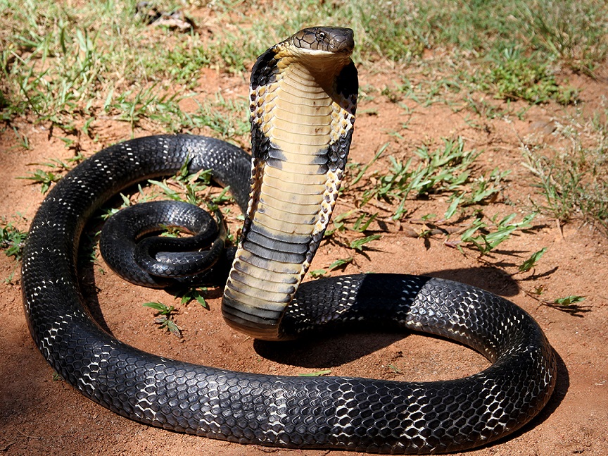 12_-_The_Mystical_King_Cobra_and_Coffee_Forests.jpg