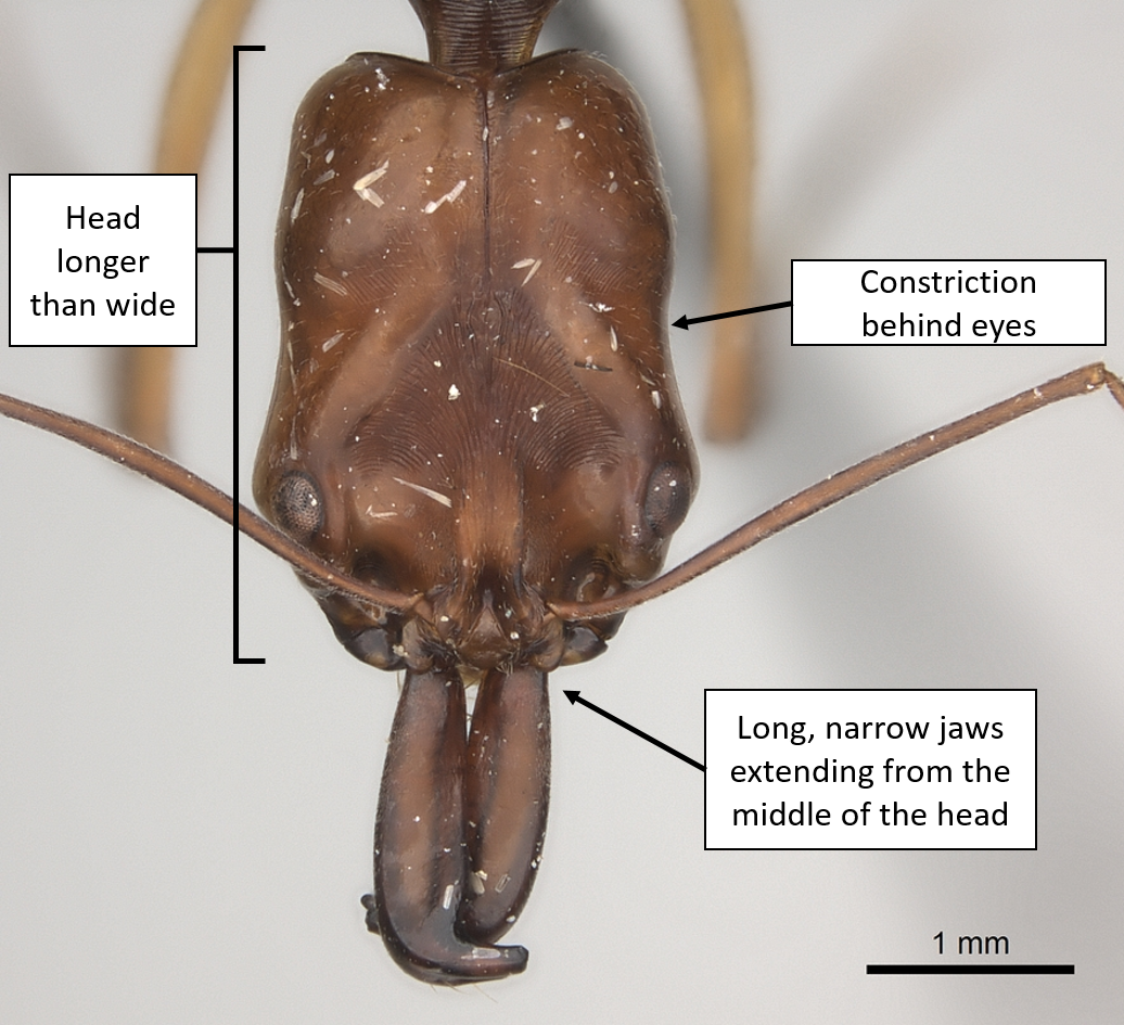 2. O. rix annotated diagram.png