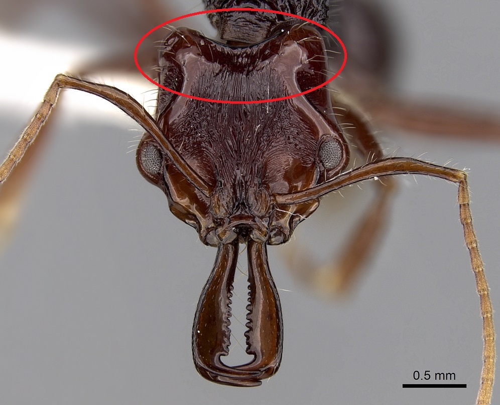 2.3 O.rix pic of A.rugosus annotated.jpg