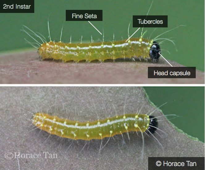 2nd Instar.png