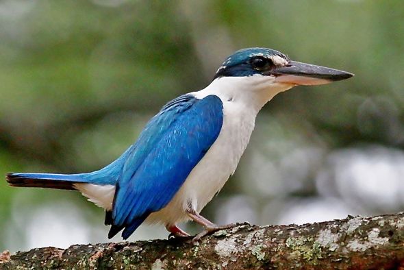 3-Collared-Kingfisher-Parent-A.jpg