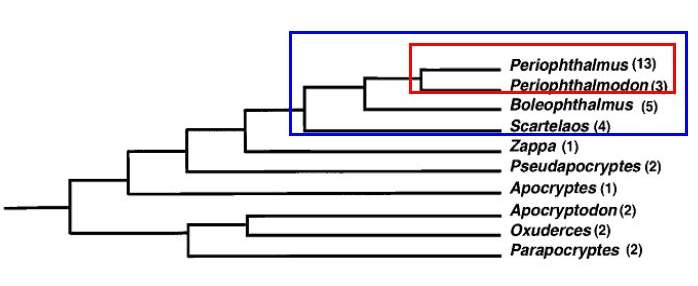 3._Phylogenetic_tree.jpg