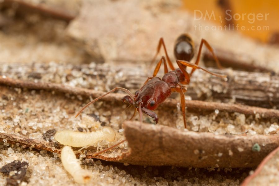 4. O.rix O.relictus termite.jpg