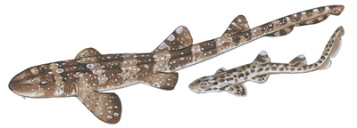 51-WHITESPOTTED-BAMBOO-SHARK-CHILOSCYLLIUM_PLAGIOSUM_AND_JUVENILE.jpg