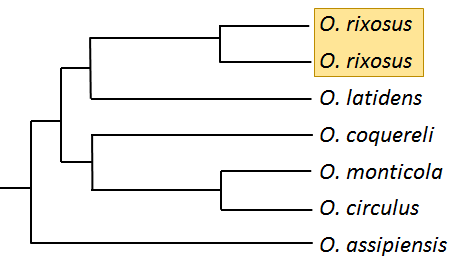 6.5 O.rix Clade A.png