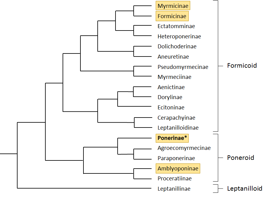 6.5 O.rix all ants tree.png