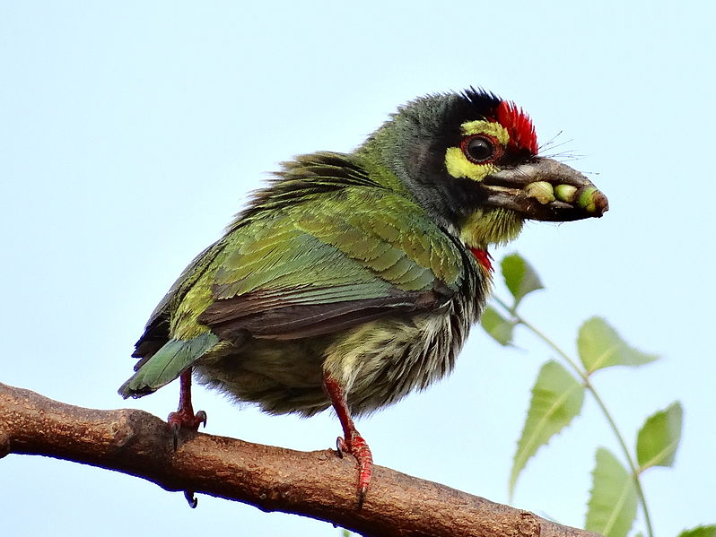 798px-Coppersmith_Barbet_in_Chinsura.JPG