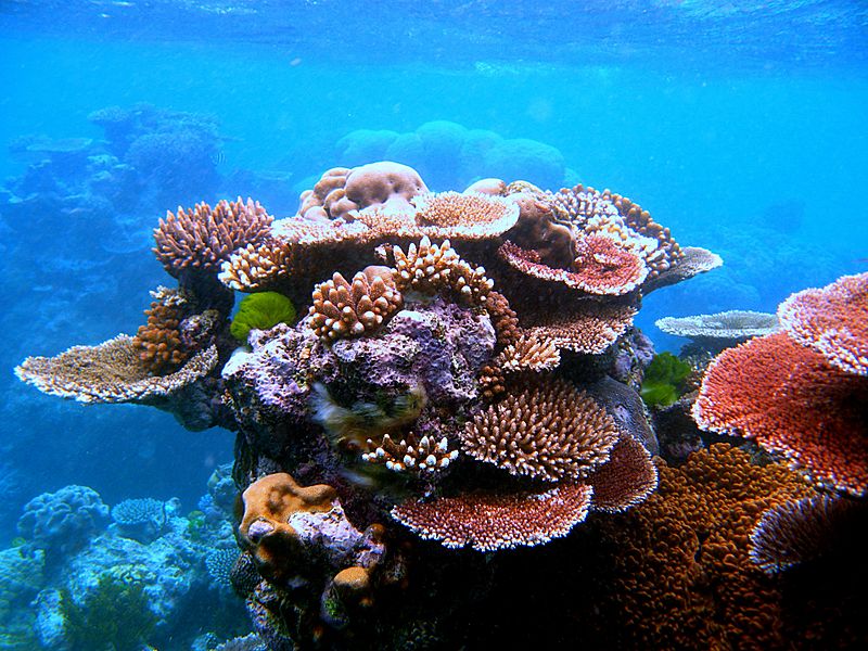 800px-Coral_Outcrop_Flynn_Reef.jpg