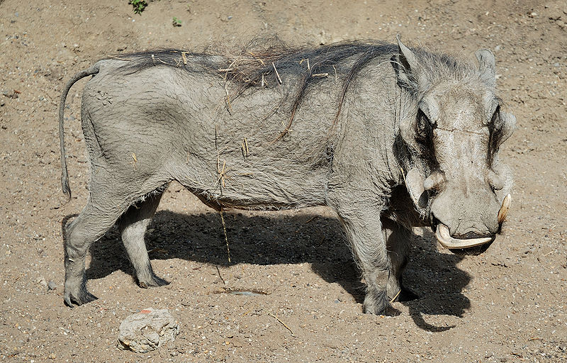 800px-Muenster-100720-15883-Zoo.jpg