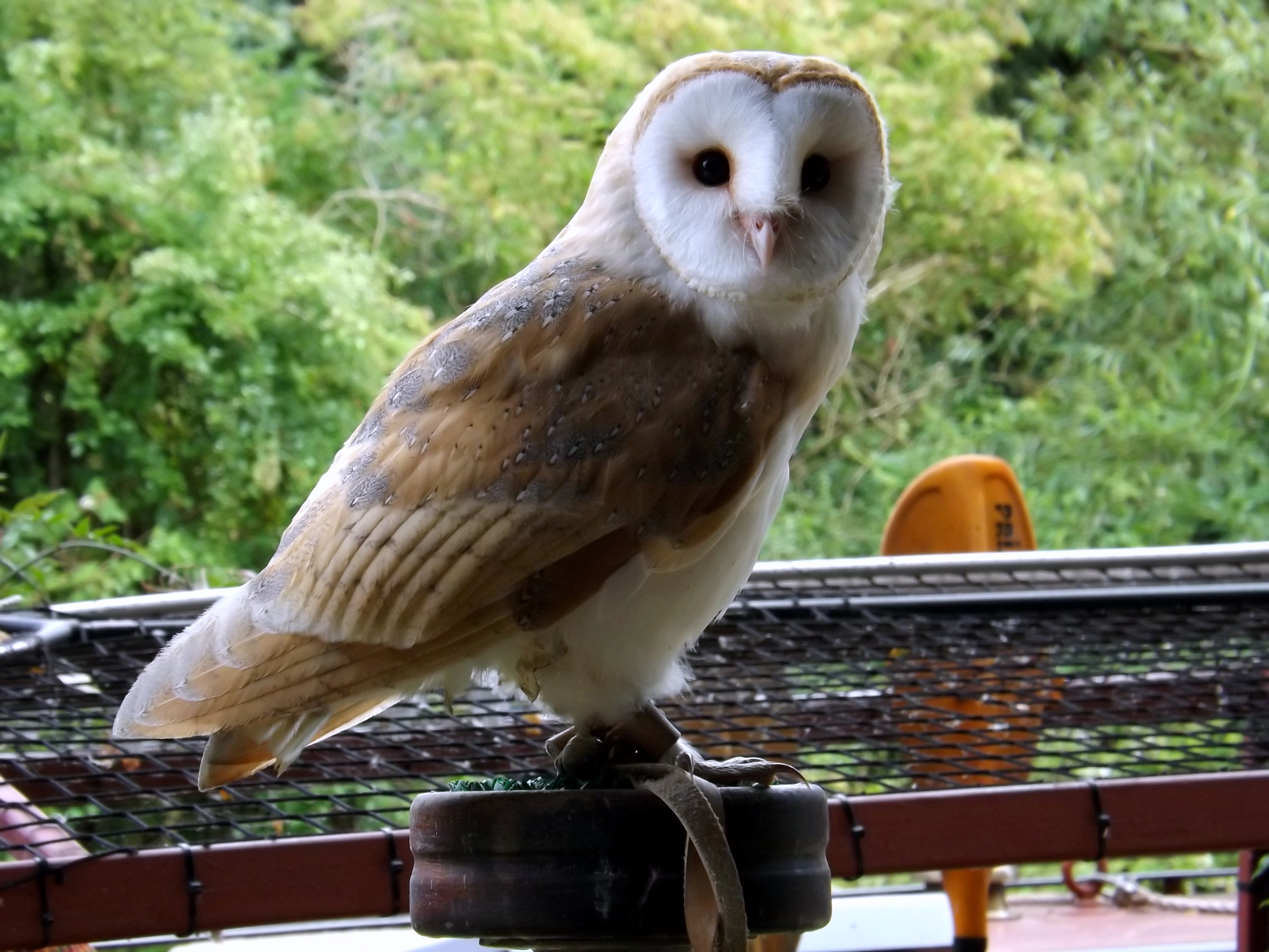 Tyto Alba Strigiformes Strigidae Common Barn Owl Taxo4254