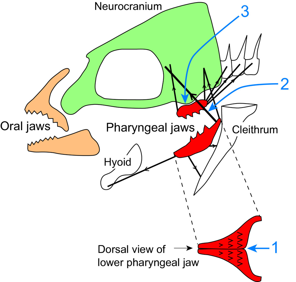 945px-Cichlid_pharyngeal_jaw_apparatus.png