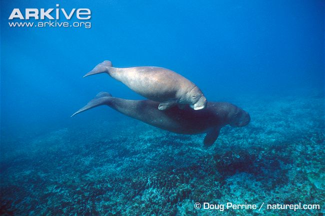 Adult-female-dugong-with-calf.jpg