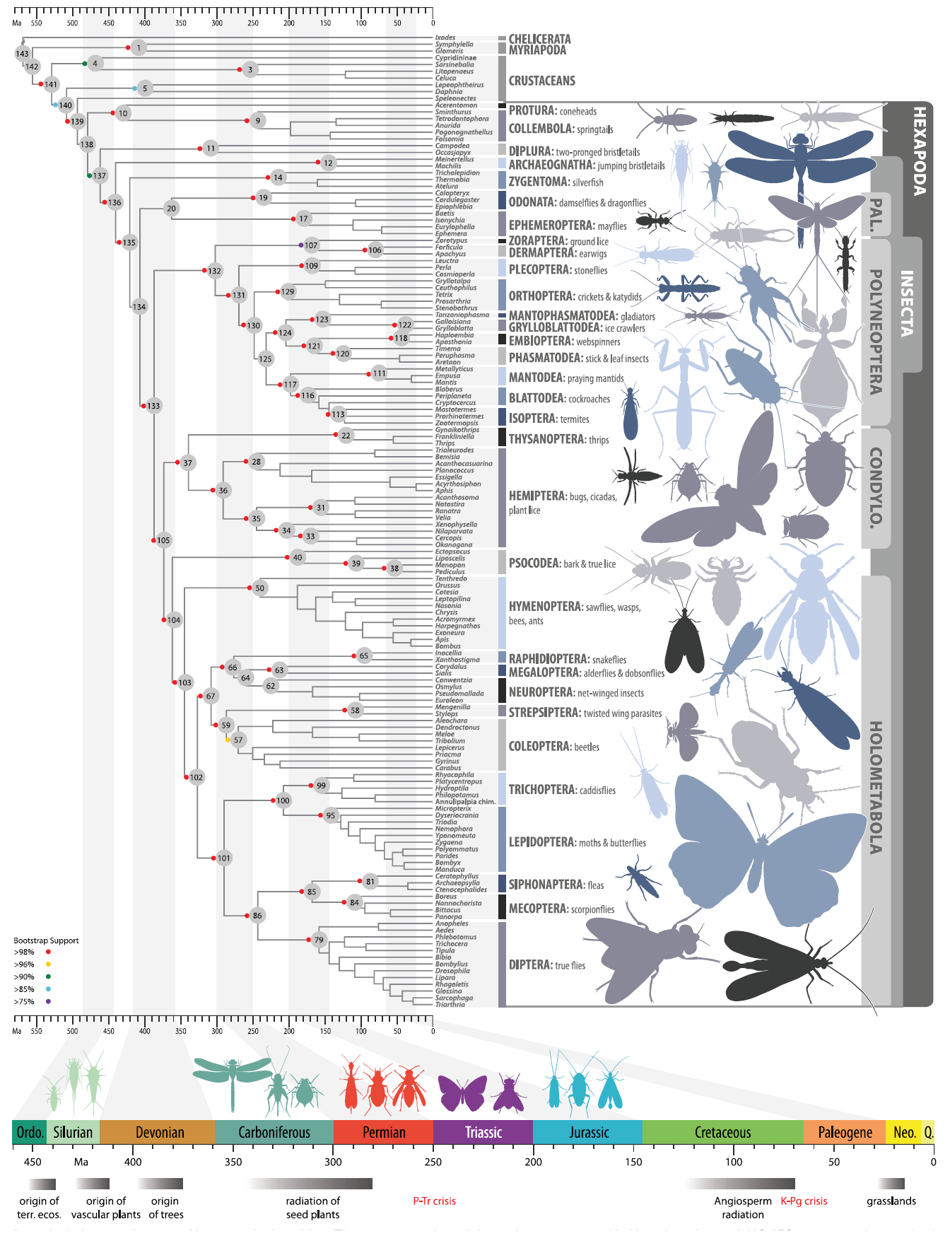 All insects ML bootstrap mega tree.png