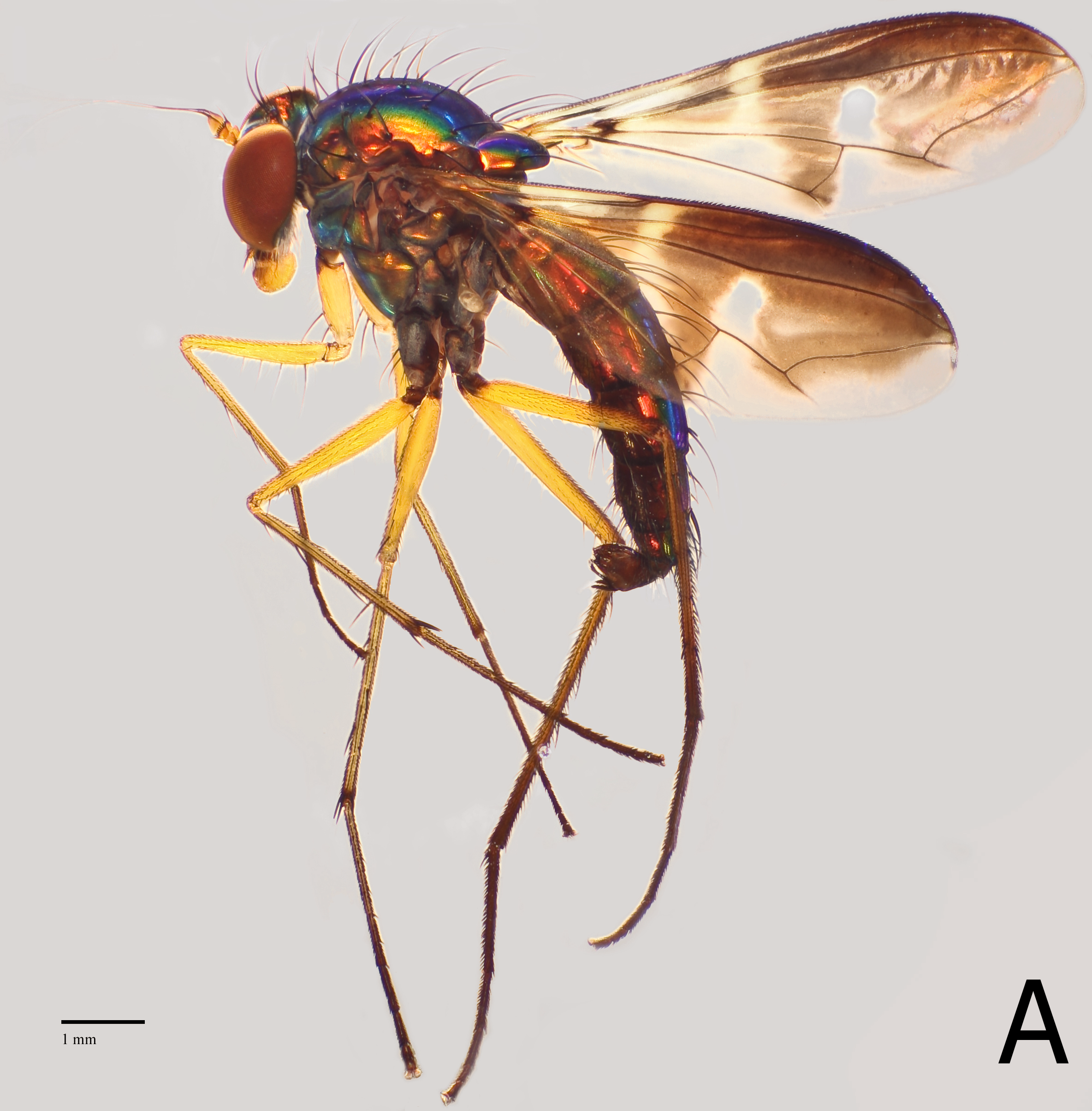 Amblypsilopuspropeabruptum(LCKNHM)A.png
