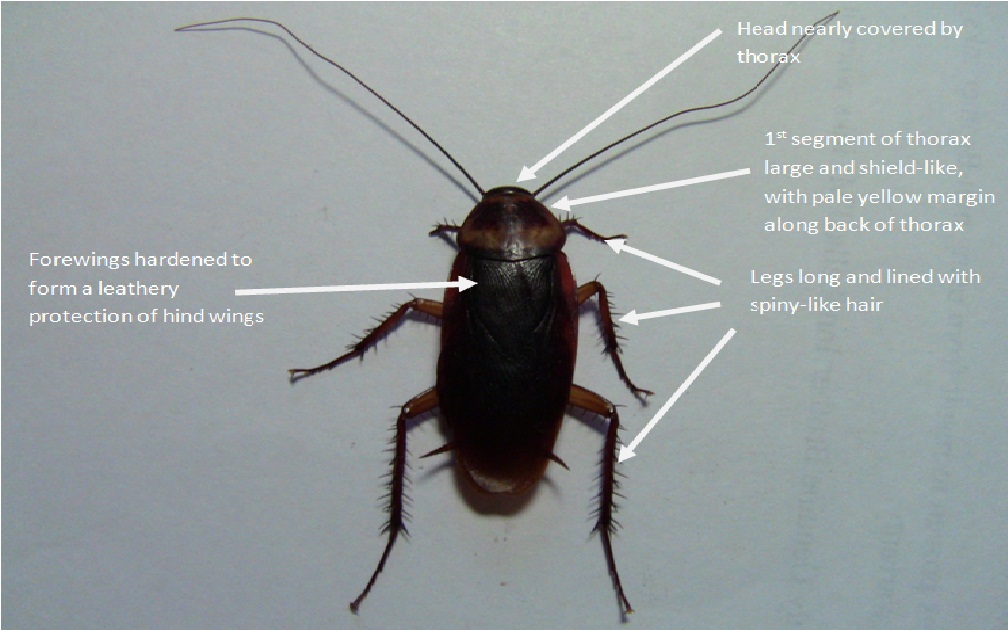 American cockroach dorsal view labelled.jpg