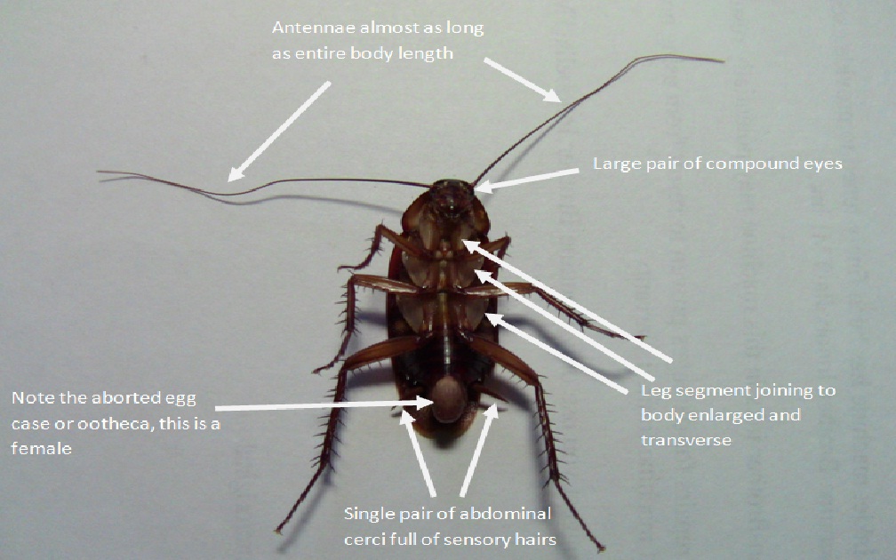 American cockroach ventral view labelled.jpg