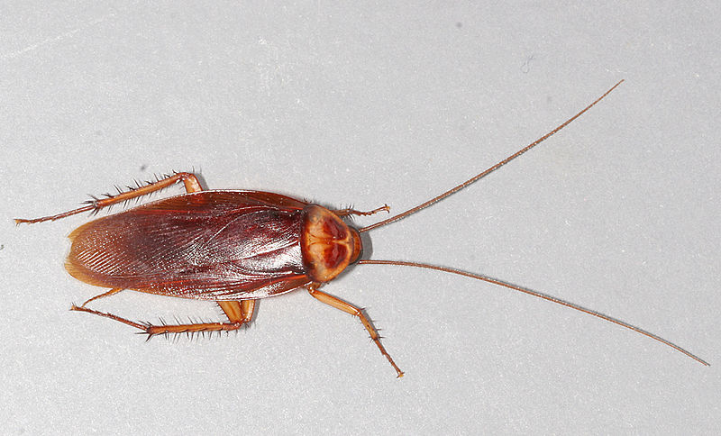 American-cockroach (2) by Gary Alpert.jpg