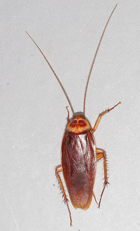 American-cockroach by Gary Alpert.jpg