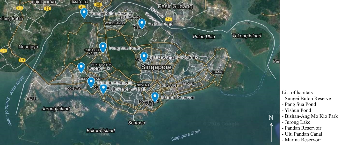 Amphilophus locations Singapore annotated.jpg