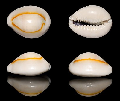 Annulus cowrie.PNG
