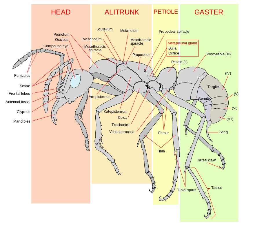 Ant morphology.png