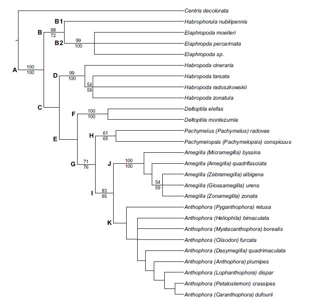 Anthophorini phylogeny.JPG