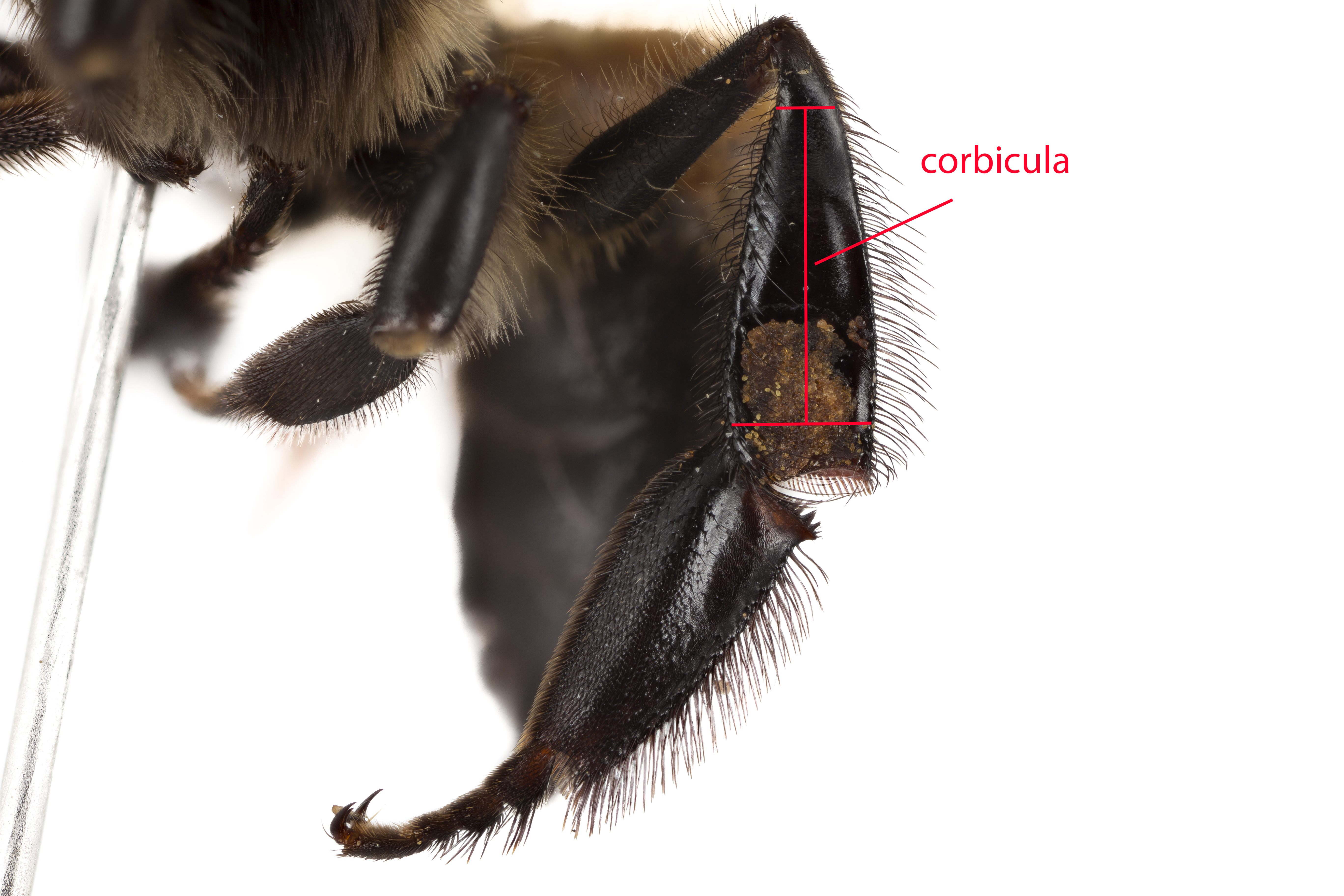 Apis_dorsata_worker_corbicula_IDLNUS_2398_65mm_3x.jpg