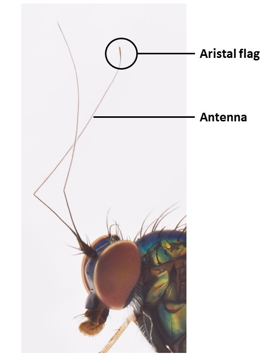 Aristalflag(Chrysosomsp.Ma1045)LCKNHM.jpg