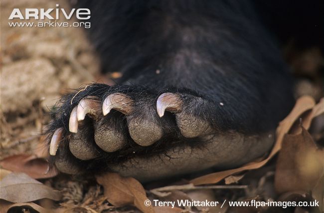 Asiatic-black-bear-paw-and-claws.jpg