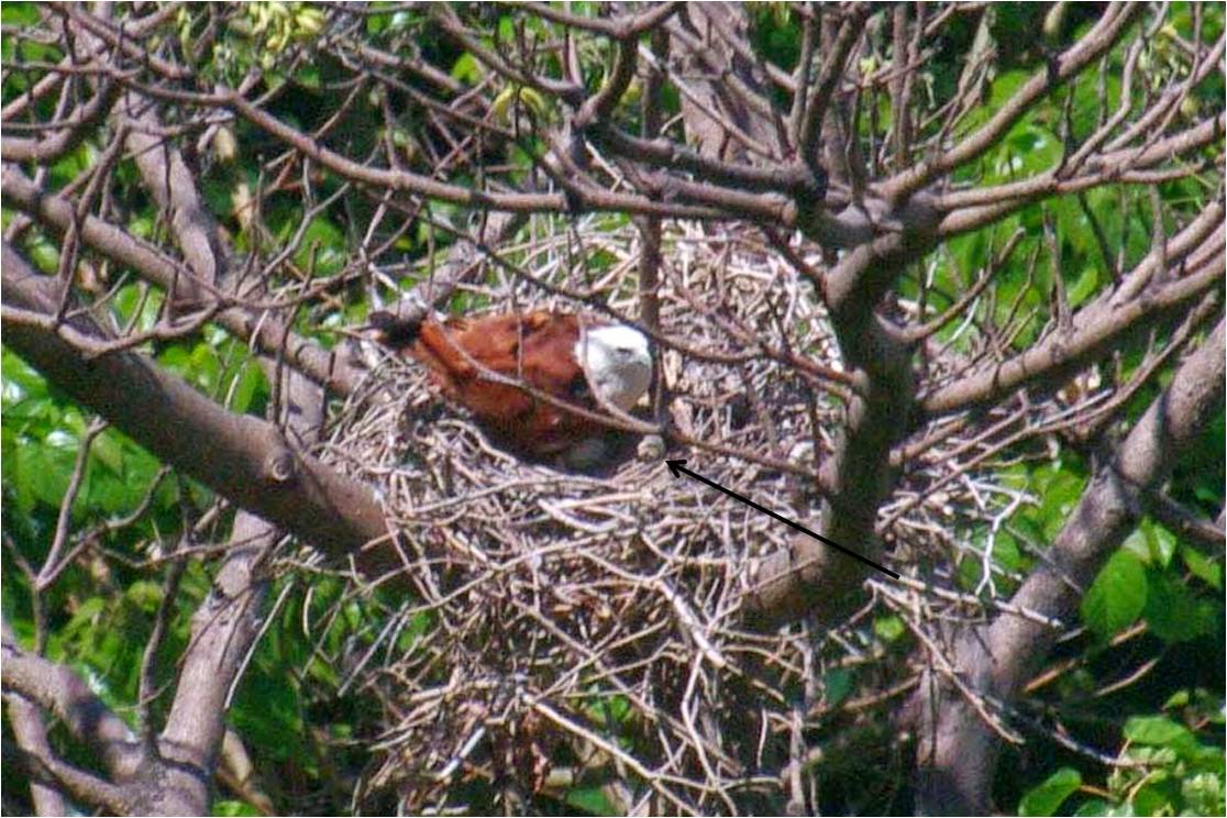 BK nest and chick.jpg