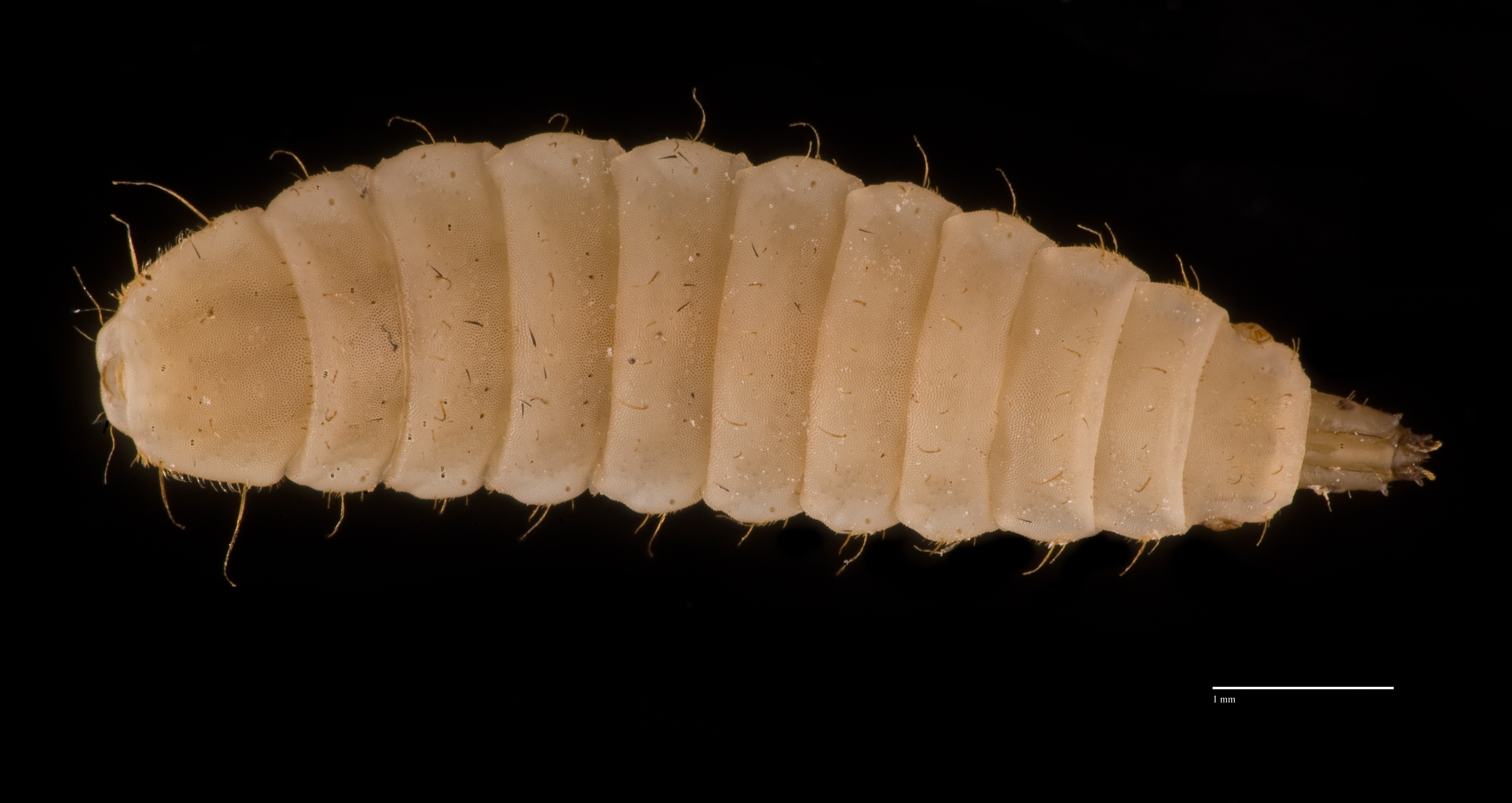 BSF Larvae D CF4P2 with scale.jpg