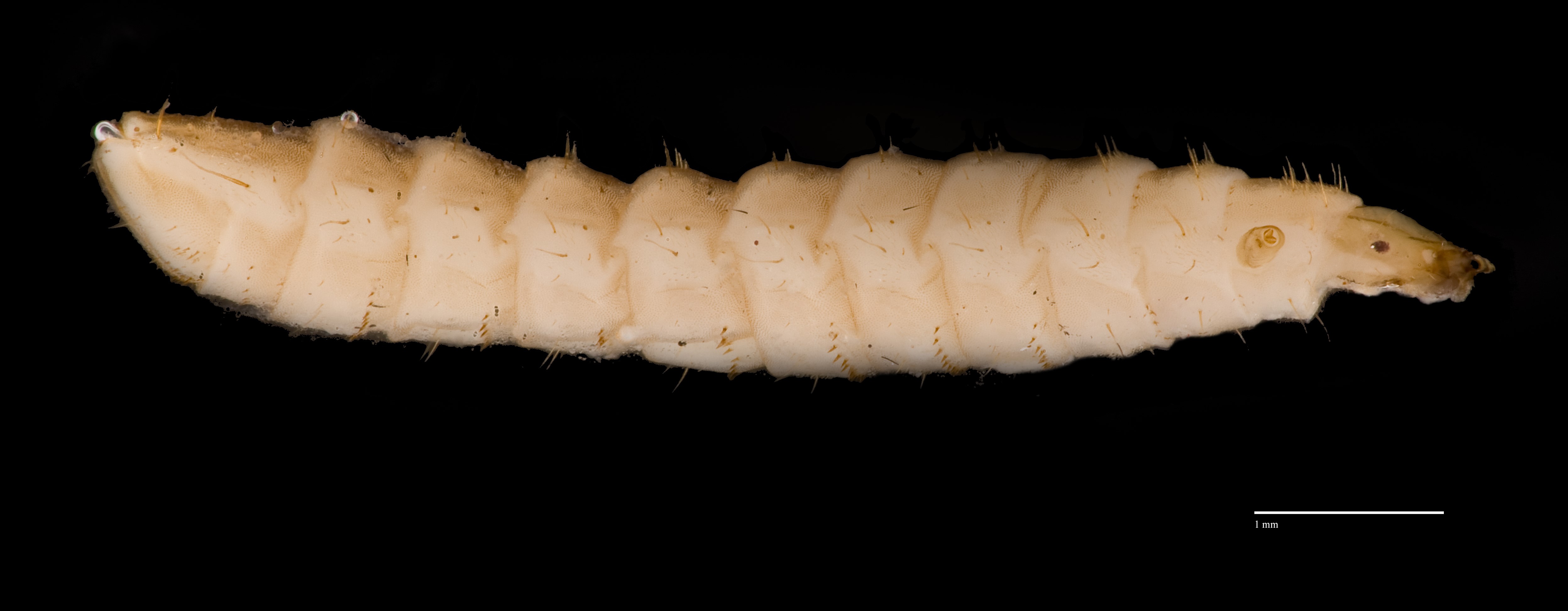 BSF Larvae H CF4P2 with scale.jpg